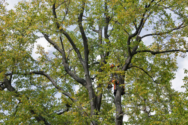 Seasonal Cleanup (Spring/Fall) in Bridgewater Center, NJ